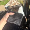 Cowhide square coin wallet in genuine leather