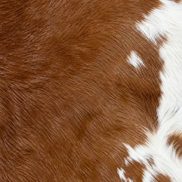 Calf hide rug brown - closeup texture